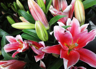 百合花语,百合花怎么养?